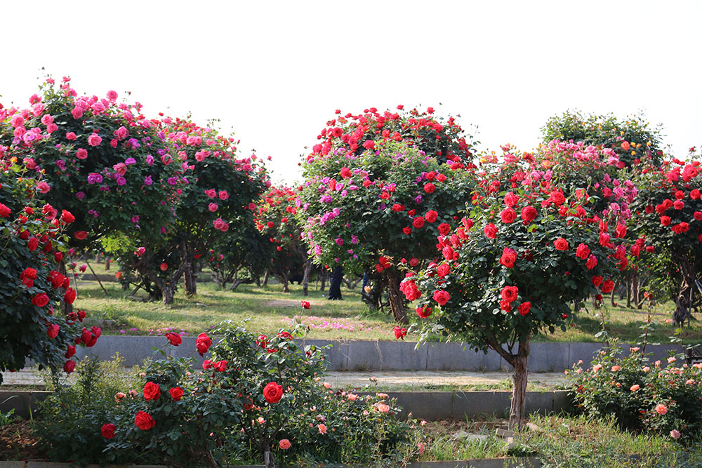 中国月季园 中国月季园