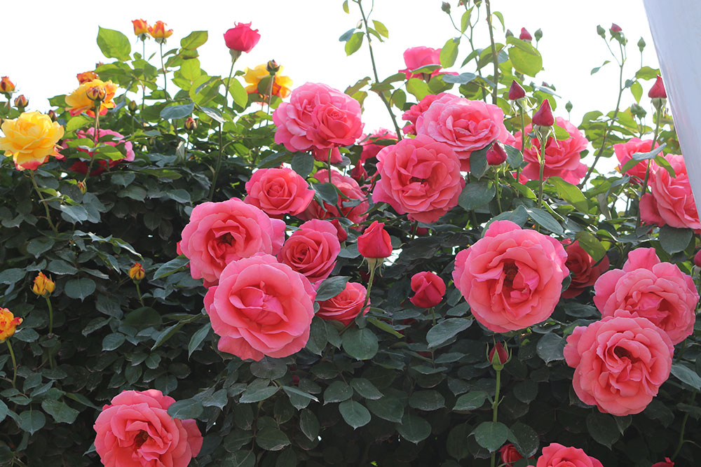 中国月季园 中国月季园