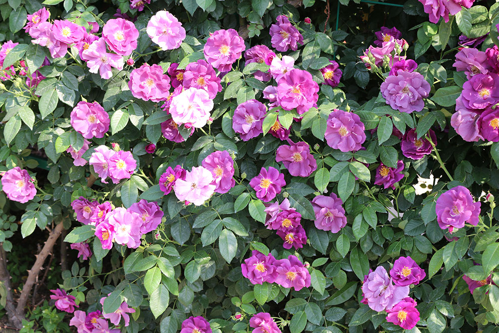 中国月季园 中国月季园