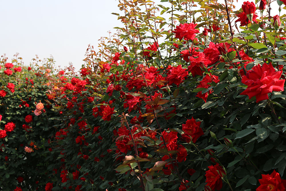 中国月季园 中国月季园