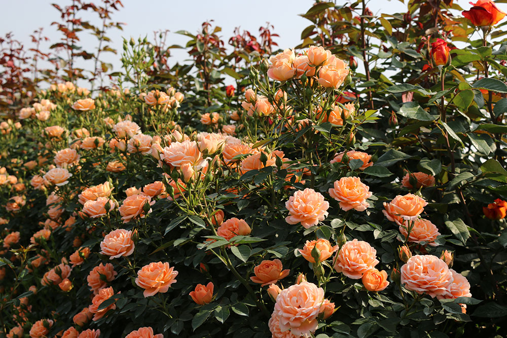 中国月季园 中国月季园